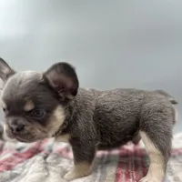 Everest, a male French Bulldog for sale in Bronx, NY – Photo 5 of 5