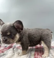 Everest, a male French Bulldog for sale in Bronx, NY – Photo 5 of 5