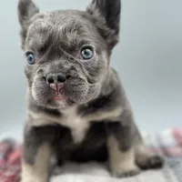 Vermont, a female French Bulldog for sale in Bronx, NY – Photo 3 of 6