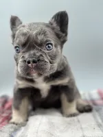 Vermont, a female French Bulldog for sale in Bronx, NY – Photo 3 of 6