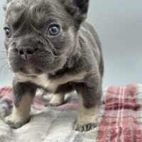 Vermont, a female French Bulldog for sale in Bronx, NY – Photo 4 of 6