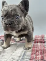 Vermont, a female French Bulldog for sale in Bronx, NY – Photo 4 of 6