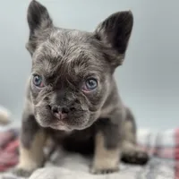 Vermont, a female French Bulldog for sale in Bronx, NY – Photo 2 of 6