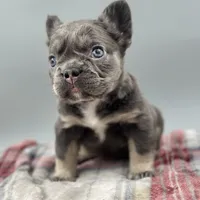 Vermont, a female French Bulldog for sale in Bronx, NY – Photo 6 of 6