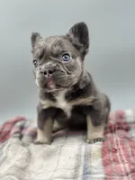 Vermont, a female French Bulldog for sale in Bronx, NY – Photo 6 of 6