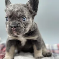 Vermont, a female French Bulldog for sale in Bronx, NY – Photo 5 of 6