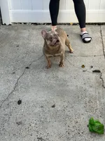 Storm , a female French Bulldog for sale in Bronx, NY – 2 of 2