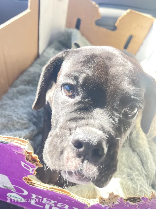 Black and white puppy #3 – Boxer puppy for sale in Macomb, MI