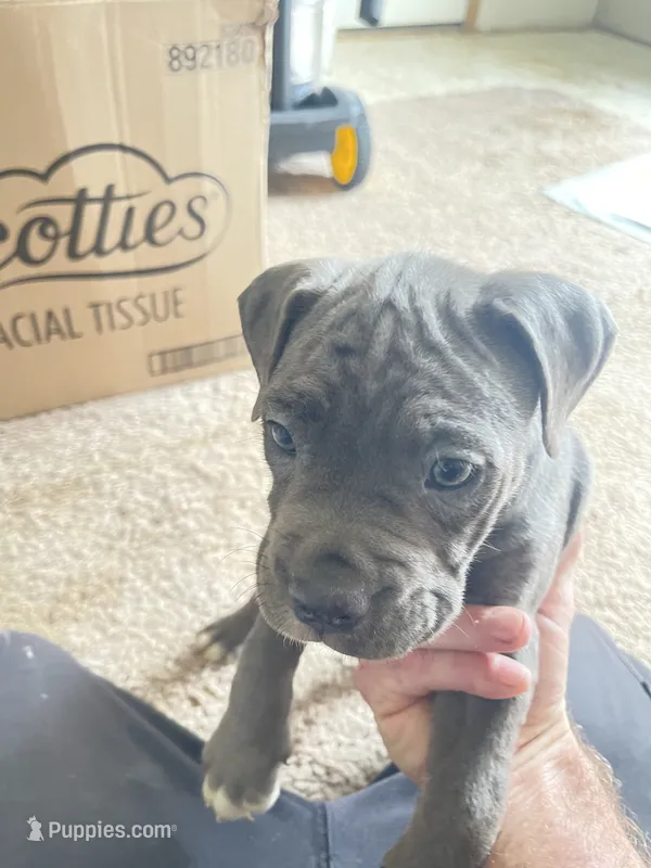 Grey puppy #5 – Boxer puppy for sale in Macomb, MI