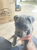Grey puppy #5, a female Boxer for sale in Macomb, MI – 1 of 1