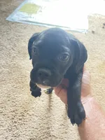 Black puppy #1, a male Boxer for sale in Macomb, MI – 1 of 1