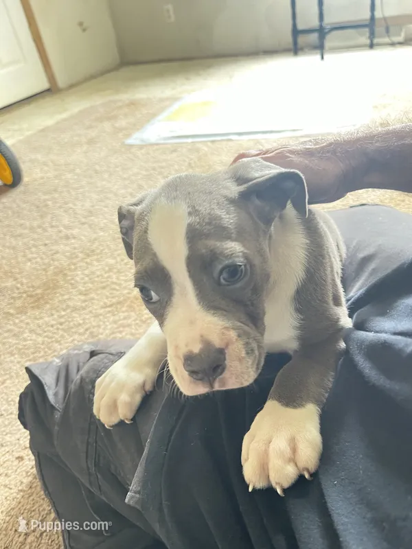 Hrey and white puppy #4 – Boxer puppy for sale in Macomb, MI