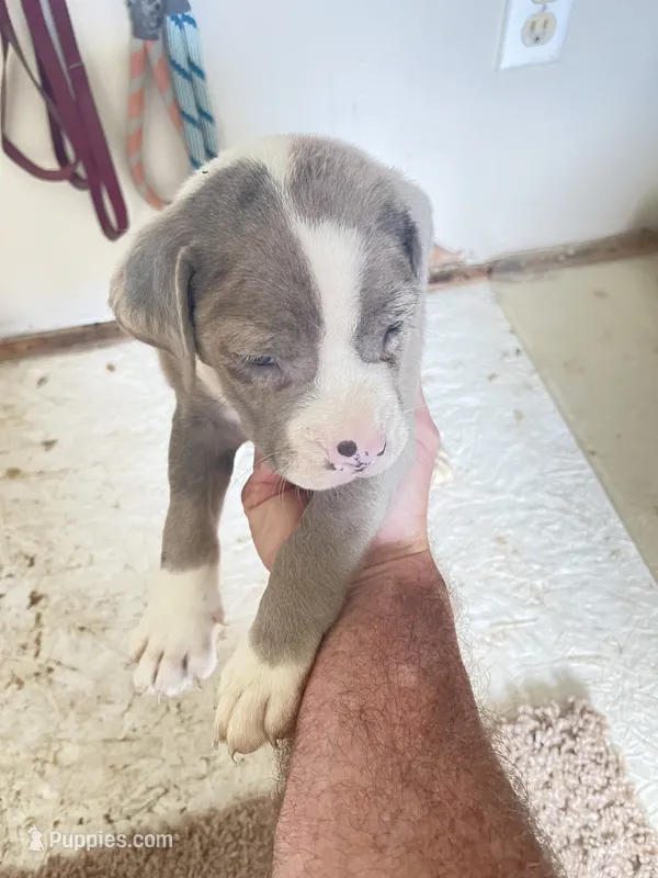 White and grey puppy #2 – Boxer puppy for sale in Macomb, MI