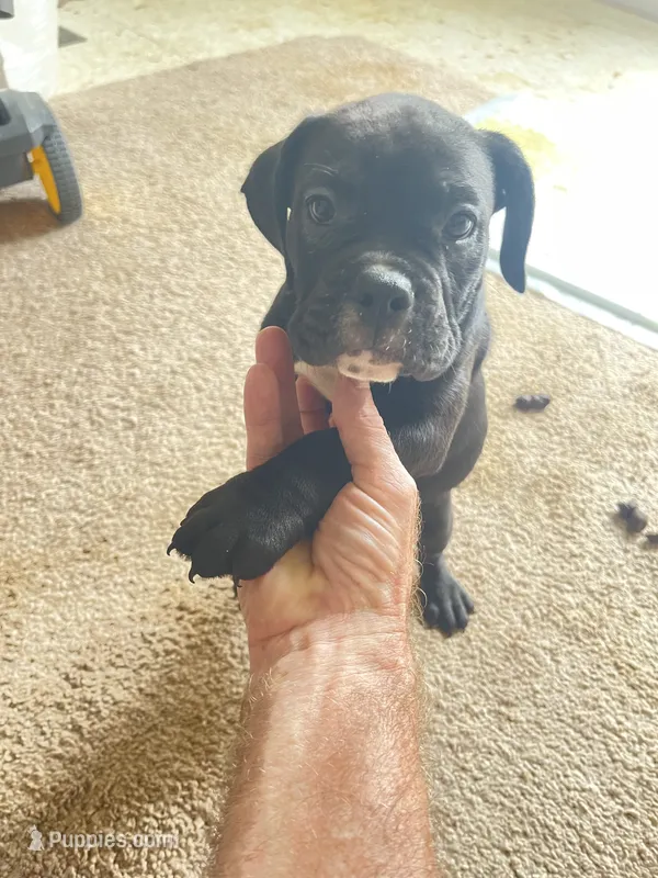Black and white puppy #3 – Boxer puppy for sale in Macomb, MI