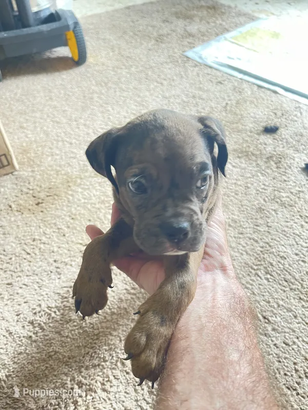 Merle puppy #6 – Boxer puppy for sale in Macomb, MI