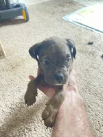 Merle puppy #6, a female Boxer for sale in Macomb, MI – 1 of 2