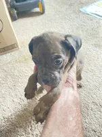 Merle puppy #6, a female Boxer for sale in Macomb, MI – 2 of 2