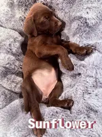 Sunflower, a female Labrador Retriever for sale in Queen Creek, AZ – Photo 3 of 3