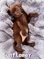 Sunflower, a female Labrador Retriever for sale in Queen Creek, AZ – Photo 2 of 3