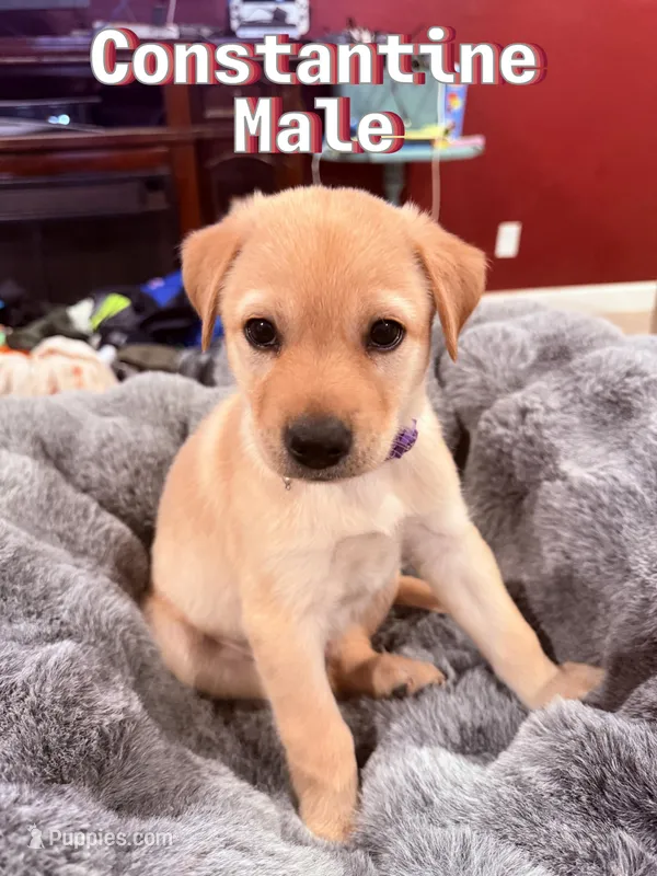 Constantine – Labrador Retriever puppy for sale in Queen Creek, AZ