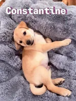 Constantine, a male Labrador Retriever for sale in Queen Creek, AZ – Photo 3 of 3