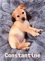 Constantine, a male Labrador Retriever for sale in Queen Creek, AZ – Photo 2 of 3