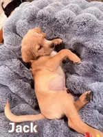 Jack, a male Labrador Retriever for sale in Queen Creek, AZ – Photo 3 of 3