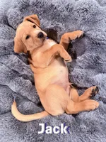 Jack, a male Labrador Retriever for sale in Queen Creek, AZ – Photo 2 of 3