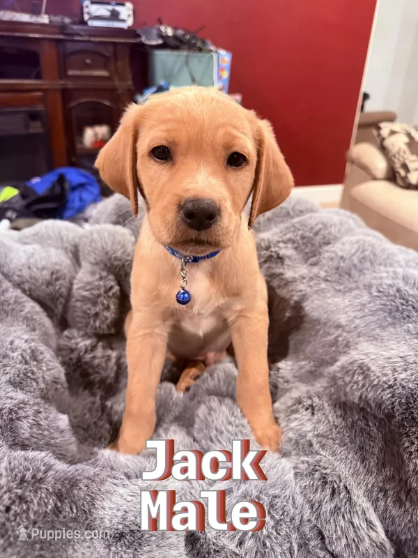 Jack – Labrador Retriever puppy for sale in Queen Creek, AZ