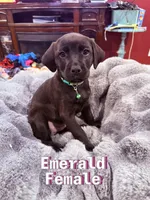 Emerald, a female Labrador Retriever for sale in Queen Creek, AZ – Photo 1 of 3