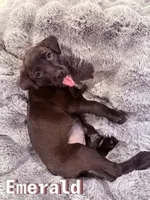 Emerald, a female Labrador Retriever for sale in Queen Creek, AZ – Photo 3 of 3