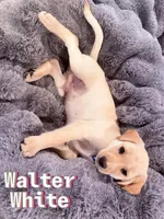 Walter White, a male Labrador Retriever for sale in Queen Creek, AZ – Photo 2 of 3