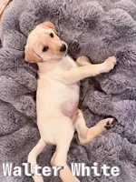 Walter White, a male Labrador Retriever for sale in Queen Creek, AZ – Photo 3 of 3