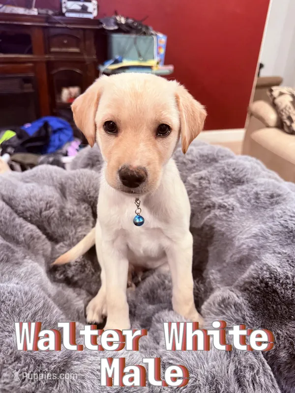 Walter White – Labrador Retriever puppy on hold in Queen Creek, AZ