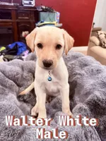 Walter White, a male Labrador Retriever for sale in Queen Creek, AZ – Photo 1 of 3