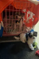 Oreo, a male Yorkshire Terrier and Biewer for sale in Council Bluffs, IA – 2 of 4
