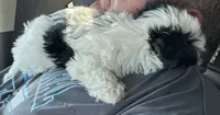 Oreo, a male Yorkshire Terrier and Biewer for sale in Council Bluffs, IA – 2 of 4