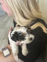 Oreo, a male Yorkshire Terrier and Biewer for sale in Council Bluffs, IA – 3 of 4