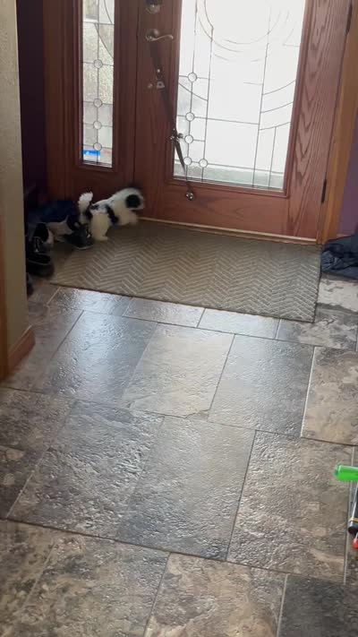 Oreo, a male Yorkshire Terrier and Biewer for sale in Council Bluffs, IA – 4 of 4