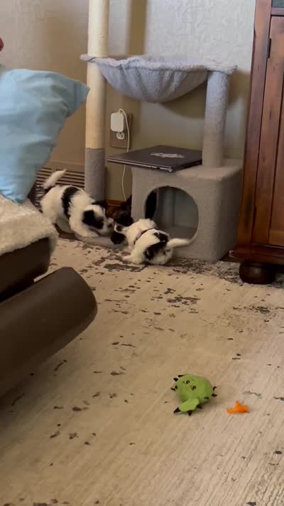Oreo, a male Yorkshire Terrier and Biewer for sale in Council Bluffs, IA – 4 of 4