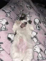 Oreo, a male Yorkshire Terrier and Biewer for sale in Council Bluffs, IA – 3 of 4