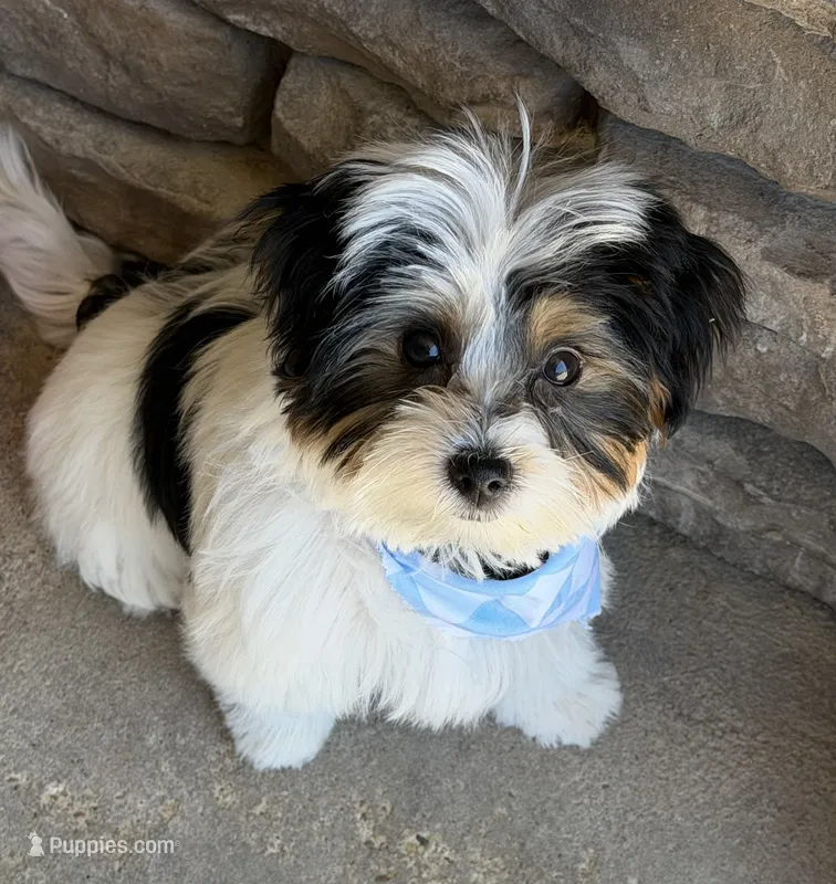 Oreo – Yorkshire Terrier, Biewer puppy for sale in Council Bluffs, IA