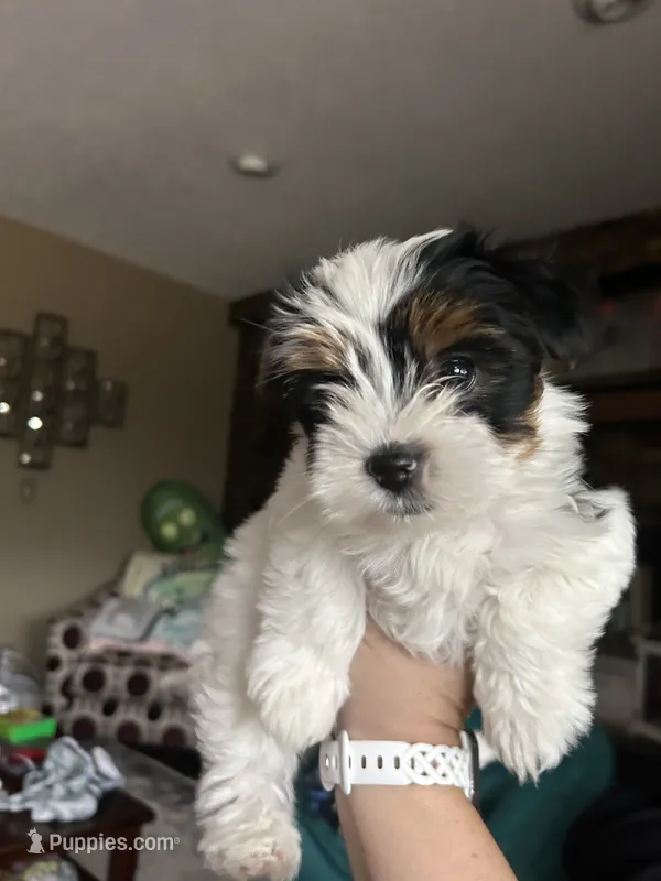 Oreo – Yorkshire Terrier, Biewer puppy for sale in Council Bluffs, IA