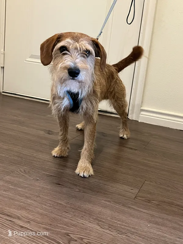 Koda – Wire Fox Terrier puppy for sale in Frisco, TX