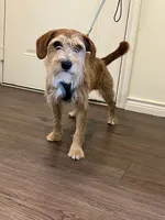 Koda, a male Wire Fox Terrier for sale in Frisco, TX – 1 of 9