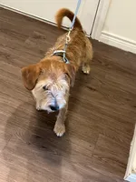Koda, a male Wire Fox Terrier for sale in Frisco, TX – 2 of 9