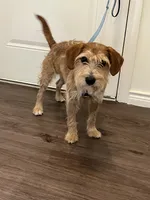 Koda, a male Wire Fox Terrier for sale in Frisco, TX – 3 of 9