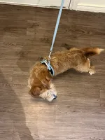 Koda, a male Wire Fox Terrier for sale in Frisco, TX – 8 of 9