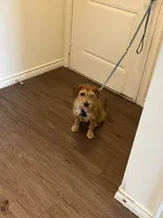 Koda, a male Wire Fox Terrier for sale in Frisco, TX – 7 of 9