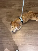 Koda, a male Wire Fox Terrier for sale in Frisco, TX – 9 of 9